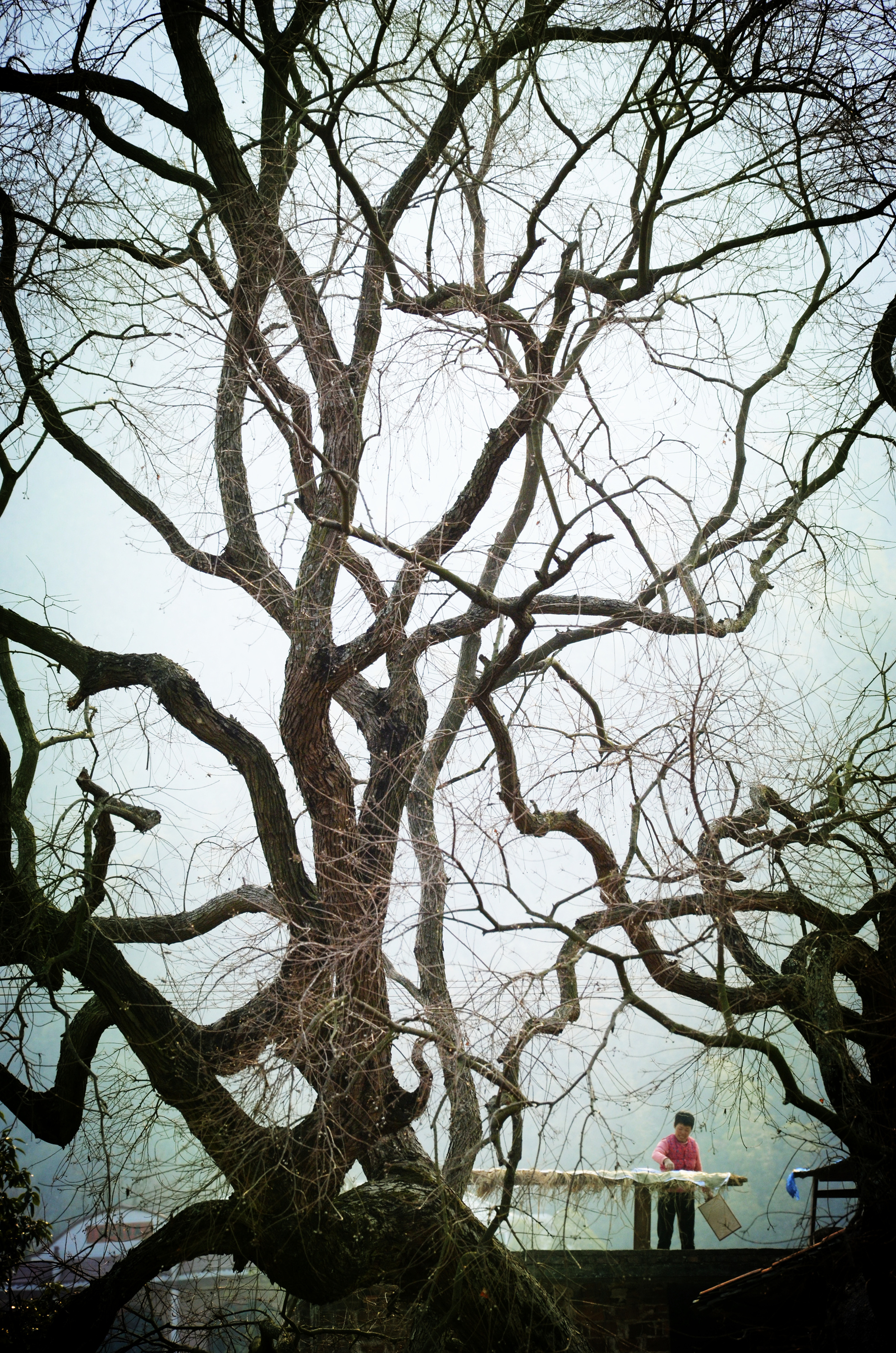 1.大树底下 艺术类(优秀奖) 龚向阳.jpg